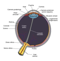 Schema dell’occhio umano